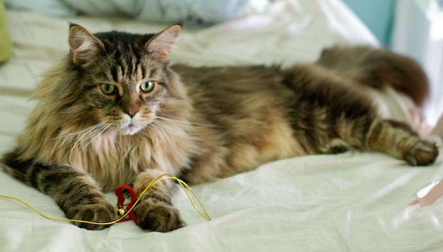 Our Maine Coon cat Arou